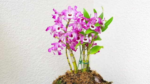 可愛いデンドロビュームの蘭の花