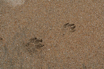 Two dog tracks in the wet sand.