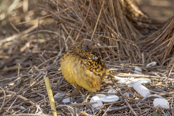 Western Bowerbird in Northern Territory Australia