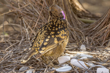 Western Bowerbird in Northern Territory Australia