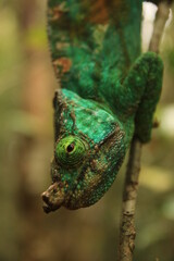 close up parson chamaleon (Calumma parsonii)) in andasibe national park
