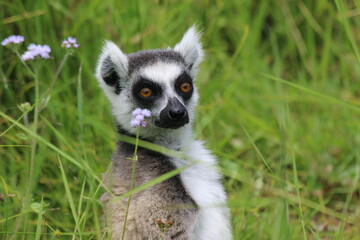 Fototapeta premium Ring tail lemur (Lemur catta) in Andasibe Private Reserve (Vakona Forest Lodge)