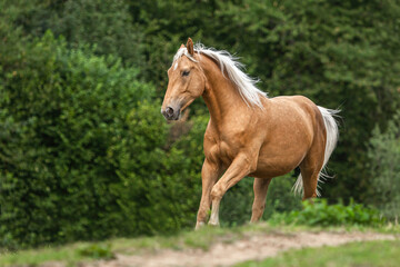 Portrait of a stunning palomino kinsky warmblood gelding running across a summer pasture outdoors