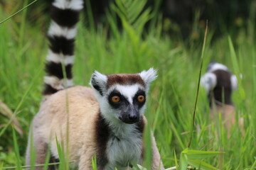  Ring tail lemur (Lemur catta) in Andasibe Private Reserve (Vakona Forest Lodge)