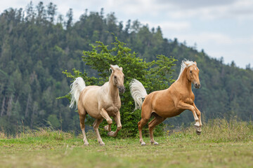 Portrait of a palomino kinsky horse warmblood gelding on a summer pasture in front of a rural mountain landscape - obrazy, fototapety, plakaty