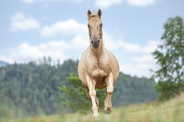 Portrait of a stunning palomino kinsky warmblood gelding running across a summer pasture outdoors