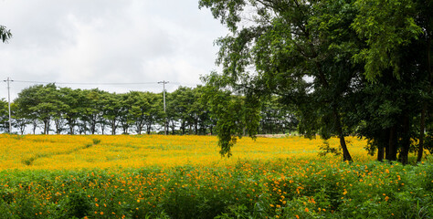 고창 학원농장의 노랑코스모스 꽃밭.