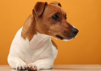 portrait of a jack russell terrier on a yellow background isolated