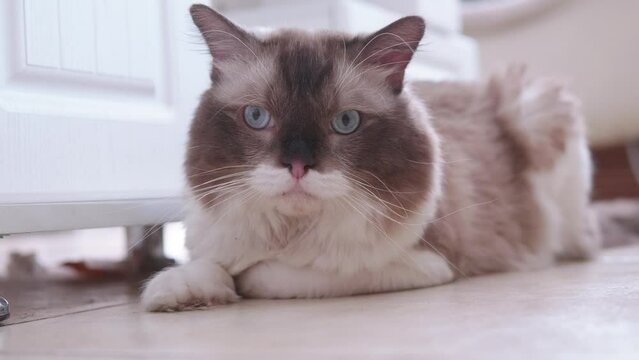 Close up of cute Ragdoll cat lying on the ground and looking around, looks sad with cute blue eyes, 4k real time footage.