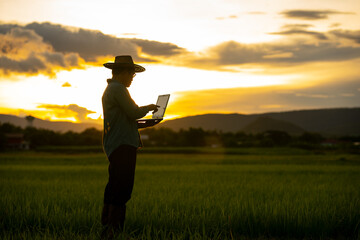 Farmer holding laptop for checking rice field in organic farm of agriculture