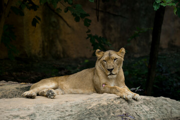 Big lion sitting on rock background