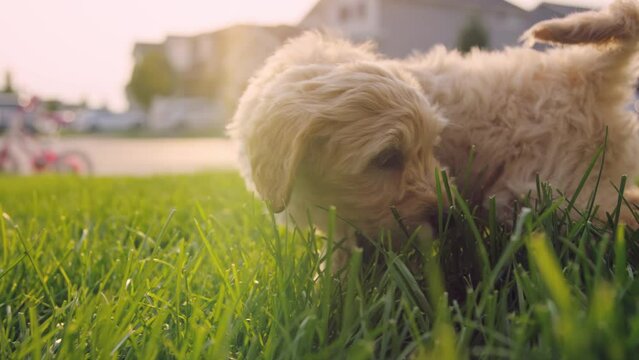 Rack focus to labradoodle puppy standing in grass at sunset in neighborhood
