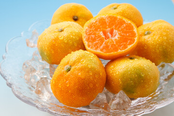 ハウスみかん　スタジオ撮影