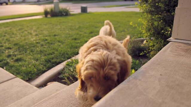 Labradoodle puppy struggles to climb up porch steps stairs and finally succeeds