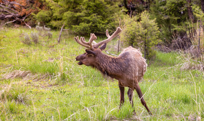 Elk eating grass near Forest in American Landscape. Yellowstone National Park. United States. Nature Background.