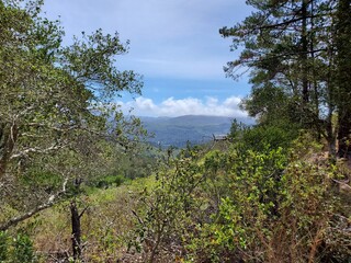 trees in the mountains