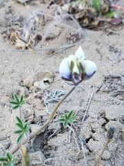 spring flowers in the ground