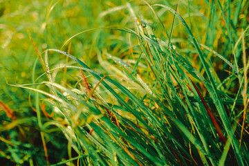 A dew on a green grass in a field.