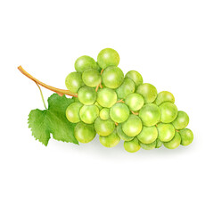 Green grapes Fruit