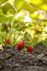 Beautiful strawberry plant with ripe fruits in garden on sunny day