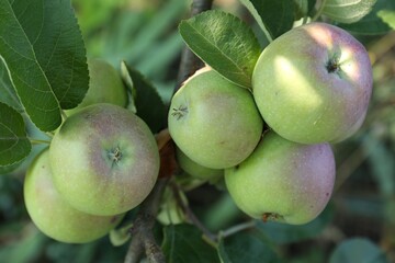 Fresh and ripe apples on tree branch, closeup