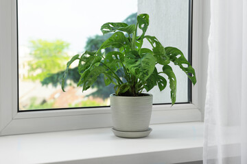 Fototapeta na wymiar Monstera in pot on windowsill indoors, space for text. House plant