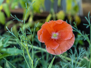 Close up detailed of a Hairy Poppy, Papaver pilosum, flower blossom in a green garden.