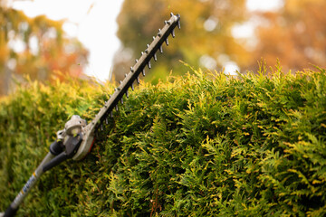 Gardener services. Hedge cutting. The blade of a gasoline trimmer trims a thuja bush close-up.