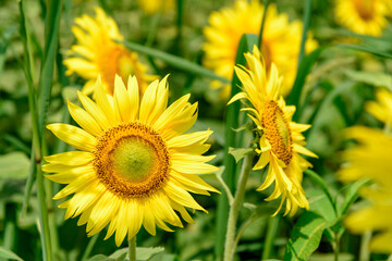 さわやか　宮城県山元町　ひまわり祭り
