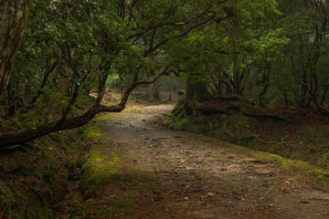 奈良　春日大社　下の禰宜道