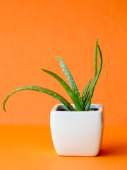 Succulent Aloe Vera Plant on White Pot Isolated on bright orange Background by front view. Vertical mock up, copy space, close up