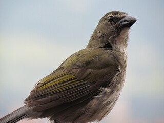 Saltador Streaked saltator