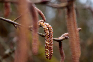 Catkins Hanging from Branches