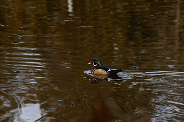 Solo Swimming Wood Duck