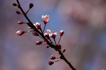 Spring Pink Cherry Blossoms