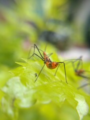 Macro fotografía