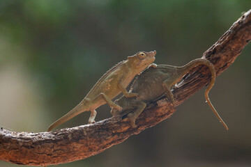 A pair of Beautiful Chameleon