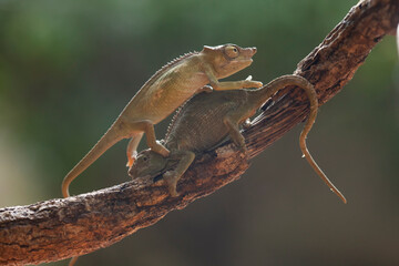 A pair of Beautiful Chameleon