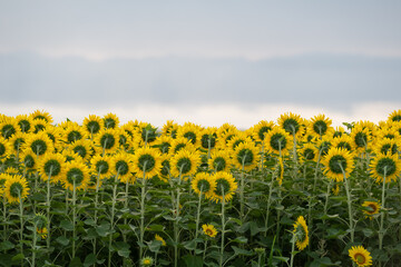 Obraz premium ひまわり 裏側