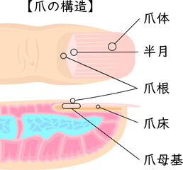 爪の構造