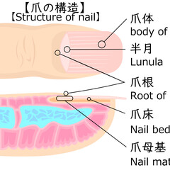 爪の構造
