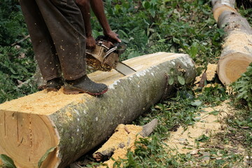 A worker cuts wood with a woodcutter