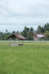 Fototapeta na wymiar A hut where farmers rest in the middle of a stretch