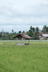 A hut where farmers rest in the middle of a stretch in Blangpidie