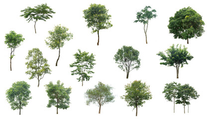 Green tree set pattern on the isolated white background, eco and nature plant environment related for design, alone element or single tree forest and outdoor