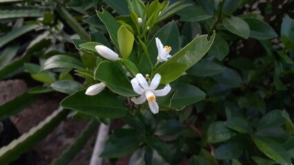 Orange, lemon, tangerine tree blossom. white spring flower