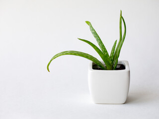 Succulent Aloe Vera Plant on White Pot Isolated on white Background by front view. Horizontal mock up, copy space, close up, top view