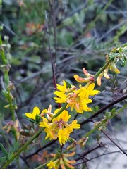 yellow flowers in the garden