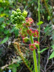 Red and green plant 