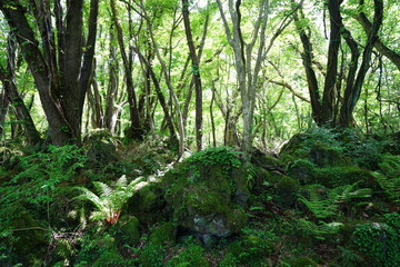 fern and mossy rocks in primeval forest